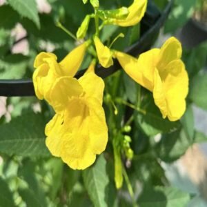 Trumpet Bush - Flowering - Outdoor Plants | Plantshop.me