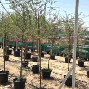 Umbrella Thorn Trees: Desert Beauty | Plantshop.me UAE