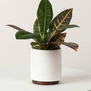 Vibrant Croton Mini Indoor Plants | Plantshop.me