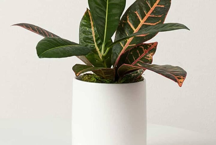 Vibrant Croton Mini Indoor Plants | Plantshop.me