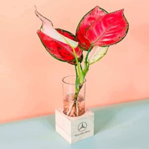 Water Plant Cubo: Eco-Friendly Corporate Gifts | Plantshop.me
