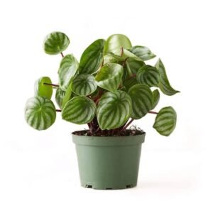 Watermelon peperomia - Indoor Plants | Plantshop.me