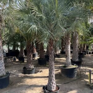 Wax Palm - Tree - Outdoor Plants | Plantshop.me