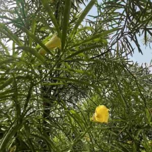 Yellow Oleander Plant Tree - Outdoor Plants | Plantshop