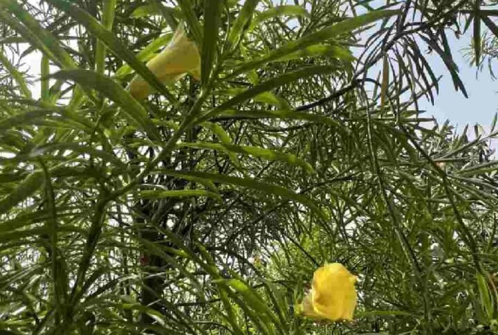 Yellow Oleander Plant Tree - Outdoor Plants | Plantshop
