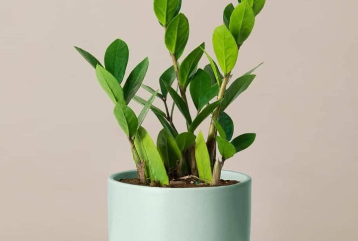 Zamioculcas Zamiifolia: Air-Purifying Plants
