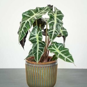 Alocasia Elephant Ear | Tropical Elegance | Plantshop.me UAE