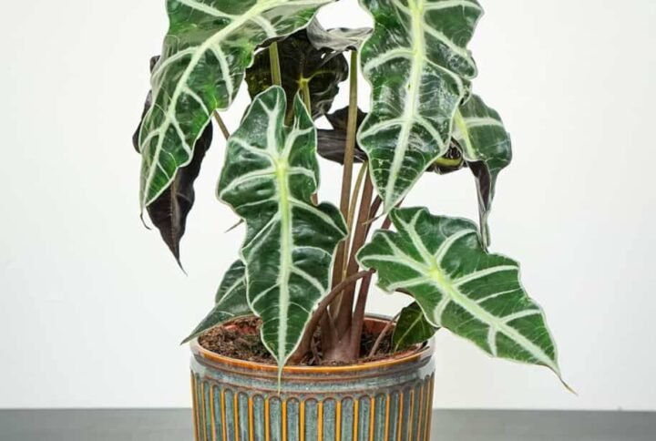 Alocasia Elephant Ear | Tropical Elegance | Plantshop.me UAE