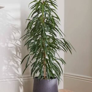Amstel King - Ficus - Indoor Plants | Plantshop.me