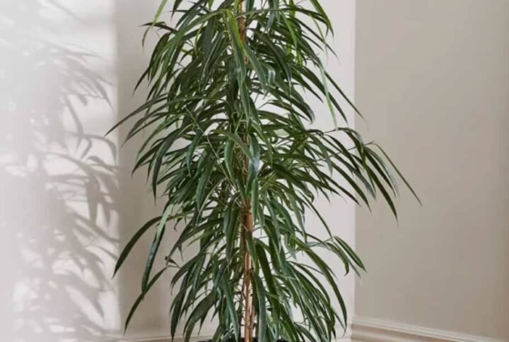 Amstel King - Ficus - Indoor Plants | Plantshop.me