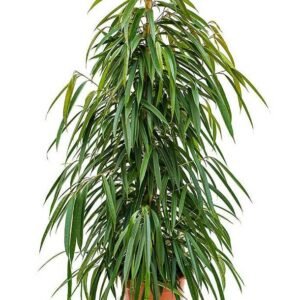 Amstel Queen - Ficus - Indoor Plants | Plantshop.me