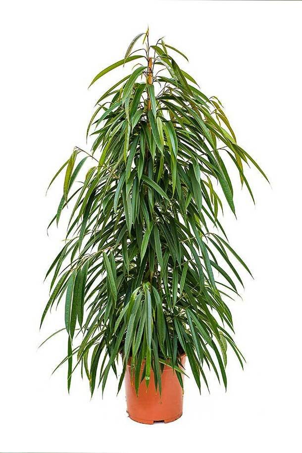 Amstel Queen - Ficus - Indoor Plants | Plantshop.me