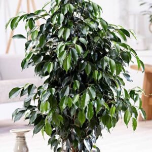 Benjamina UAE - Ficus - Indoor Plants | Plantshop.me