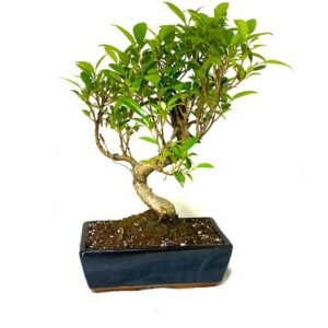 Bonsai - Ficus - Indoor Plants | Plantshop.me
