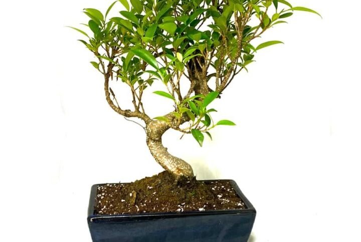 Bonsai - Ficus - Indoor Plants | Plantshop.me