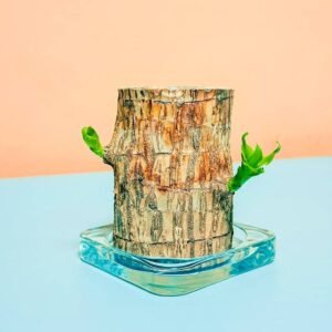 Brazilian Lucky Wood: Exotic Plants at Plantshop.me