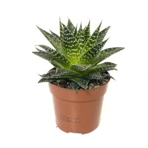 Buy Aristata | Plantshop.me UAE
