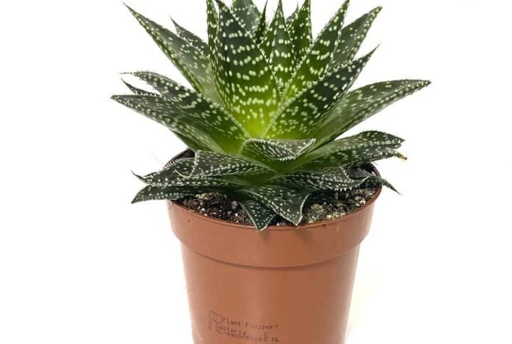 Buy Aristata | Plantshop.me UAE