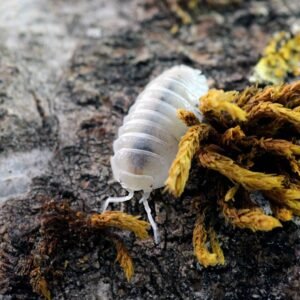 Buy Armadillidium Granulatum White Pearl Isopods Online