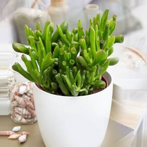 Buy Crassula Ovata Hobbit Online | Plantshop.me UAE