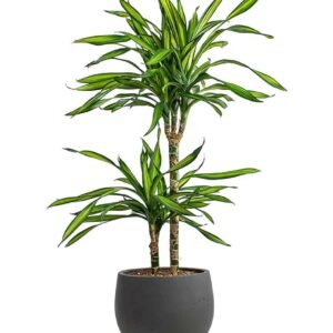 Buy Dracaena Fragrans Rikki - Lush Houseplant for UAE Homes