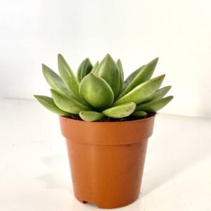 Buy Echeveria OVR - Plantshop.me UAE