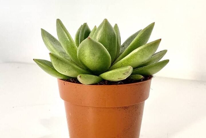 Buy Echeveria OVR - Plantshop.me UAE