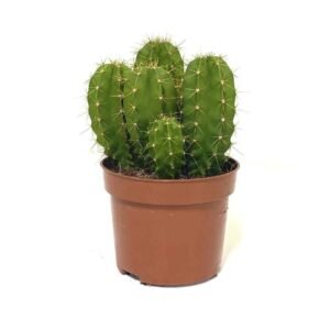Buy Echino Cactus | Plantshop.me | Premium Succulents