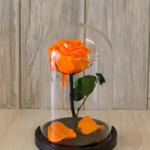 Buy Forever Rose Single Orange Preserved | Plantshop.me