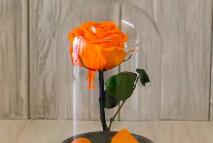 Buy Forever Rose Single Orange Preserved | Plantshop.me