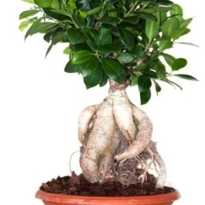 Buy Ginseng Bonsai 60cm Indoor | Plantshop.me UAE
