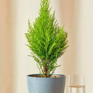 Buy Lemon Cypress – Fresh & Fragrant | UAE