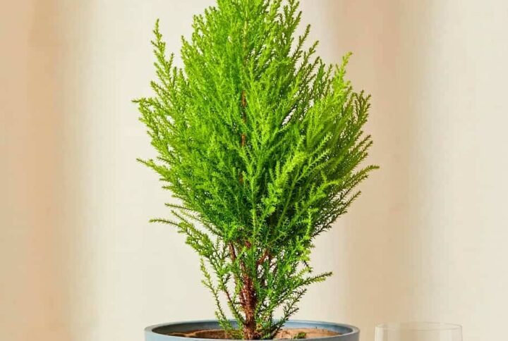 Buy Lemon Cypress – Fresh & Fragrant | UAE