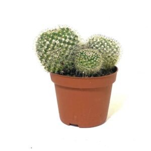 Buy Mamilaria Cactus | Plantshop.me | Premium Succulents