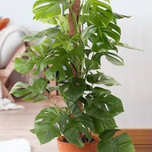 Buy Monstera Pertusum Plants Online - Plantshop.me UAE