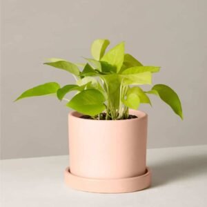 Buy Neon Pothos Online - Premium Varieties at Plantshop.me