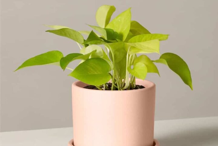Buy Neon Pothos Online - Premium Varieties at Plantshop.me