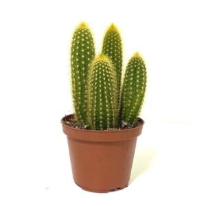 Buy Pilocerus Cactus | Plantshop.me | Premium Succulents