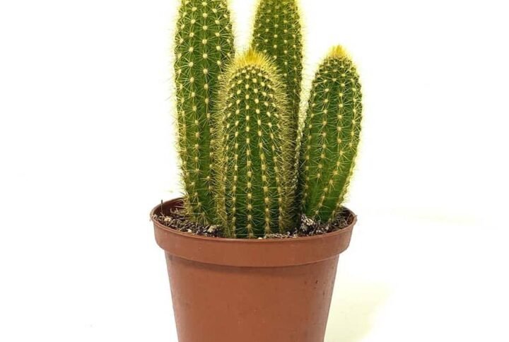 Buy Pilocerus Cactus | Plantshop.me | Premium Succulents