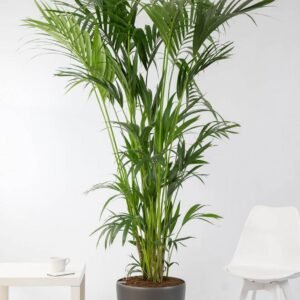 Buy Premium Kentia Palm from Holland | Plantshop.me