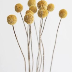 Buy Preserved Craspedia Billy Buttons Bundle - Plantshop.me