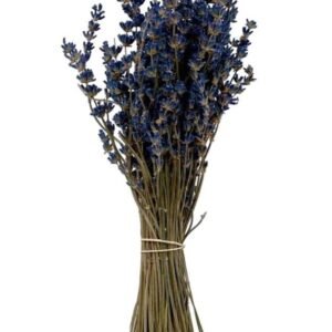 Buy Preserved Lavender Flowers | Plantshop.me