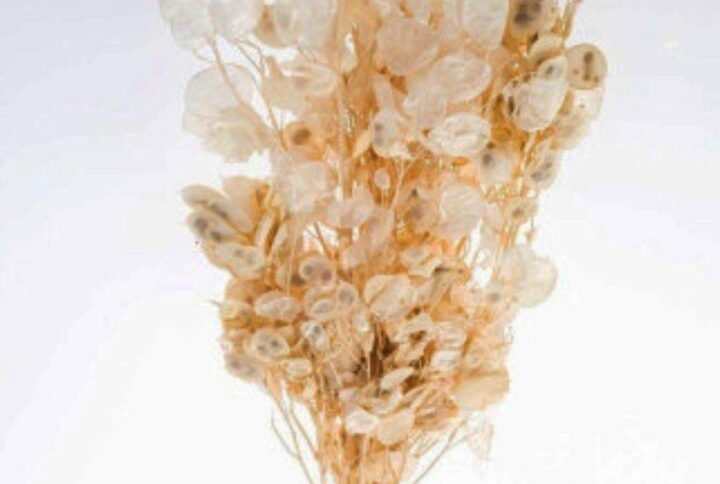 Buy Preserved Lunaria | Plantshop.me