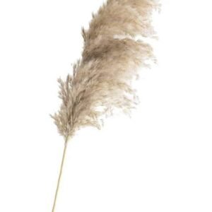 Buy Preserved Pampas Grass Beige | Plantshop.me
