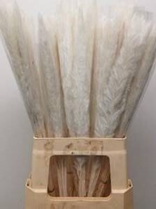Buy Preserved Pampas Grass Bleached White | Plantshop.me