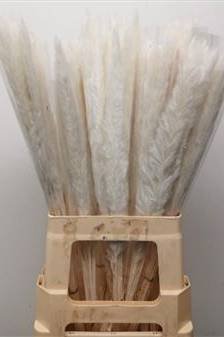 Buy Preserved Pampas Grass Bleached White | Plantshop.me