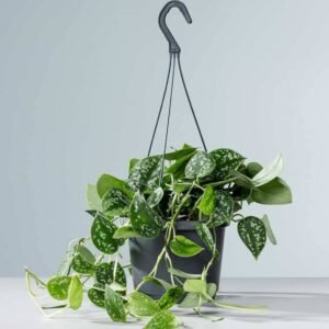 Buy Satin Pothos Hanging - Elegant, Trailing Houseplant for UAE