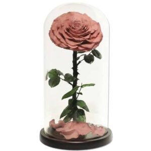 Buy Single Caramel Preserved Forever Rose at Plantshop.me UAE
