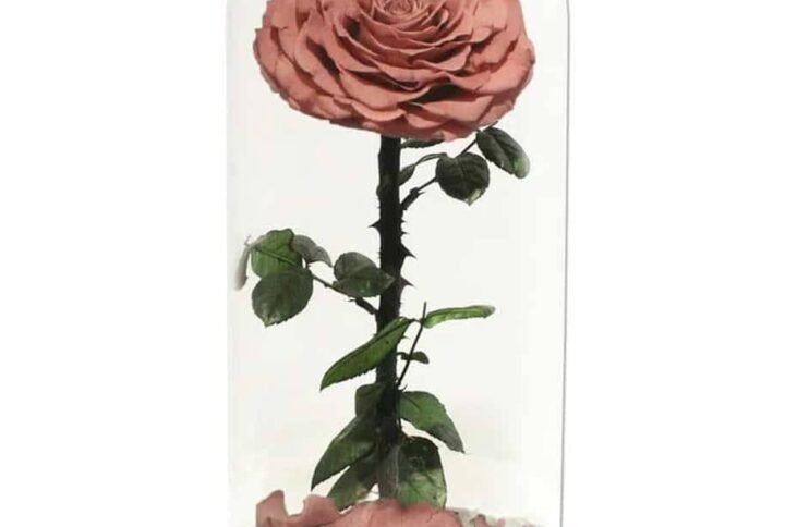 Buy Single Caramel Preserved Forever Rose at Plantshop.me UAE