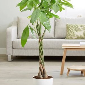Buy Twisted Pachira | Plantshop.me UAE